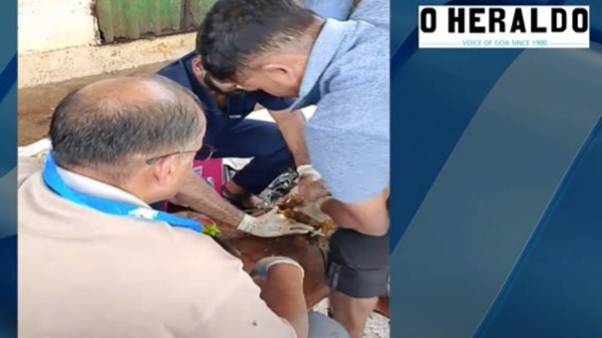 Veterinarians Remove 15 Kg of Plastic From Cow's Stomach