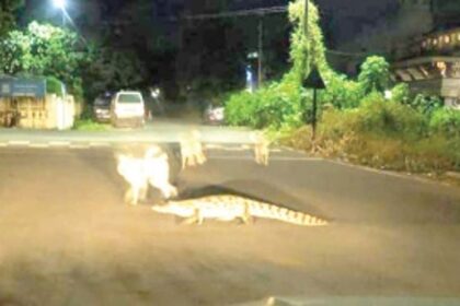 Videos, photos of croc  in Comba go viral  on social media