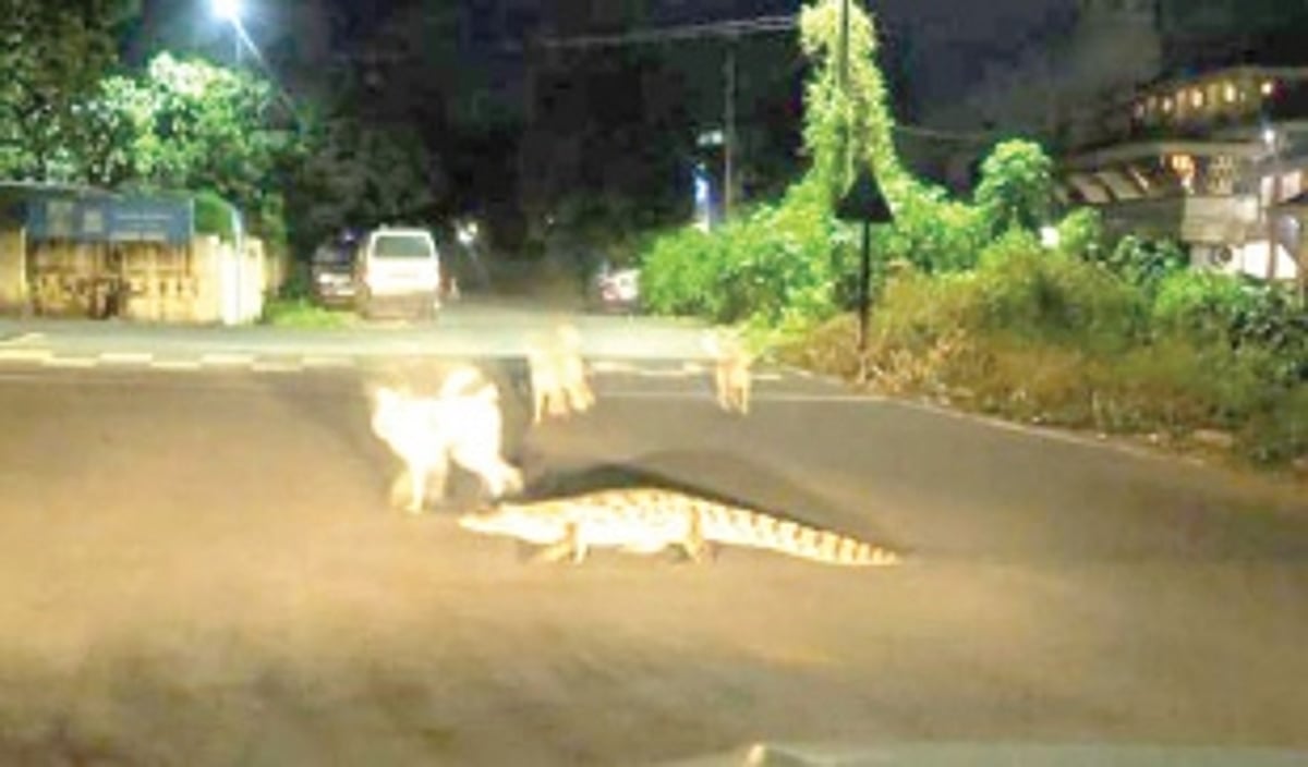 Videos, photos of croc  in Comba go viral  on social media