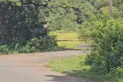 Villagers Halt Illegal Tree Felling in Surla, Demand Protection of Biodiversity