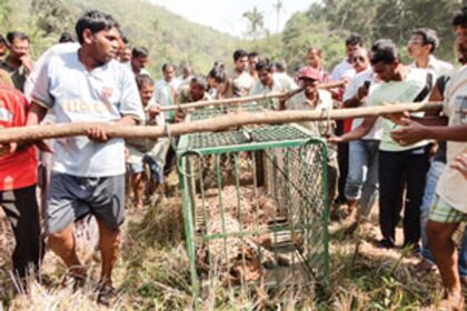 Villagers gather to see the trapped leopard.