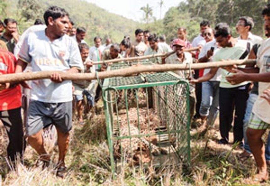 Villagers gather to see the trapped leopard.