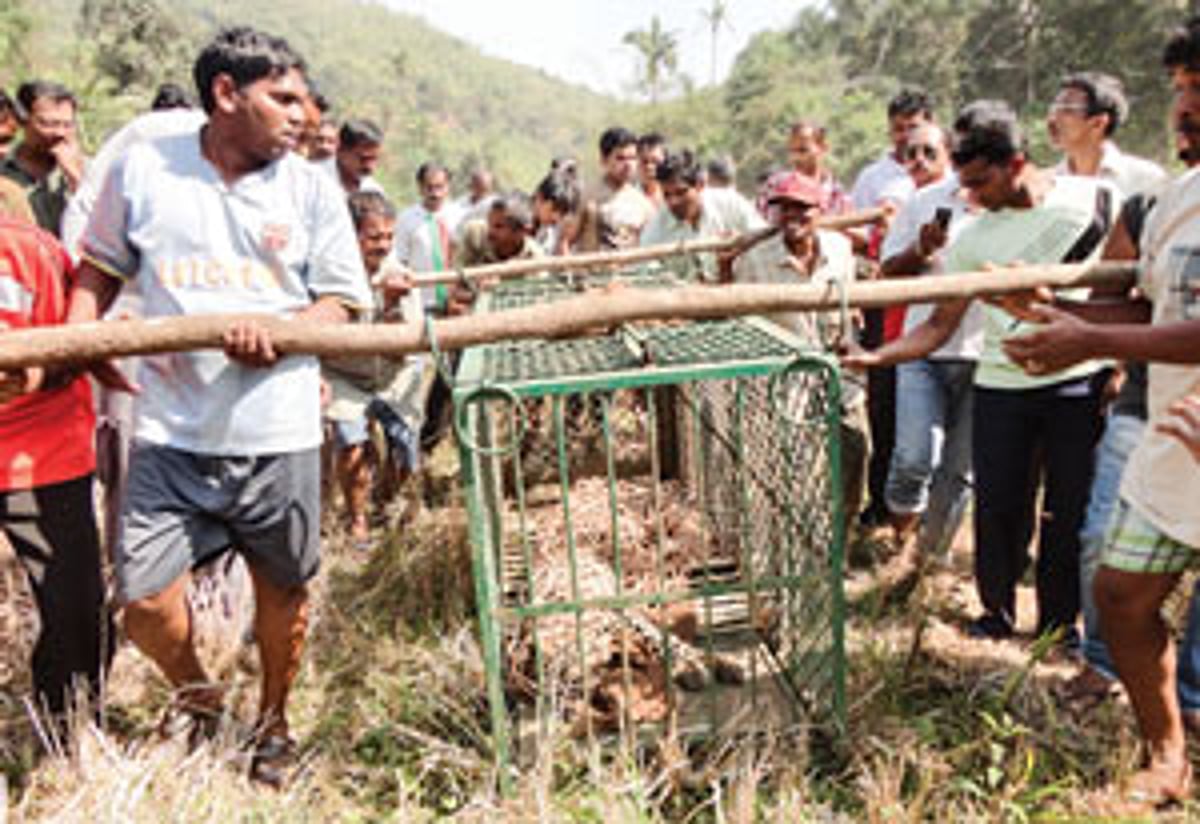 Villagers gather to see the trapped leopard.