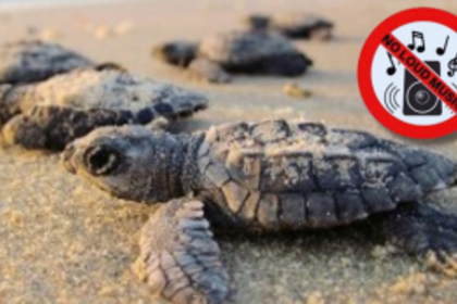 Violation of Silent Zone Declaration Amid Turtle Nesting Season Raises Concerns in Mandrem. Morjim & Ashwem