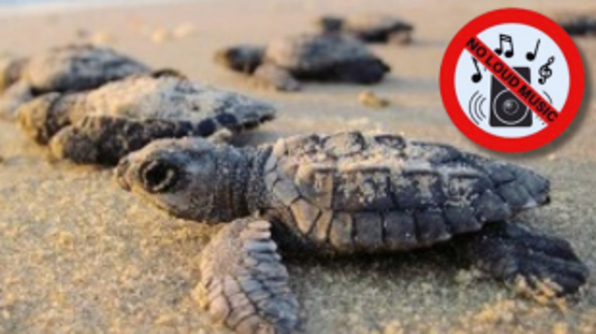 Violation of Silent Zone Declaration Amid Turtle Nesting Season Raises Concerns in Mandrem. Morjim & Ashwem