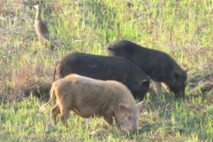 Viral infection kills pigs at Margao