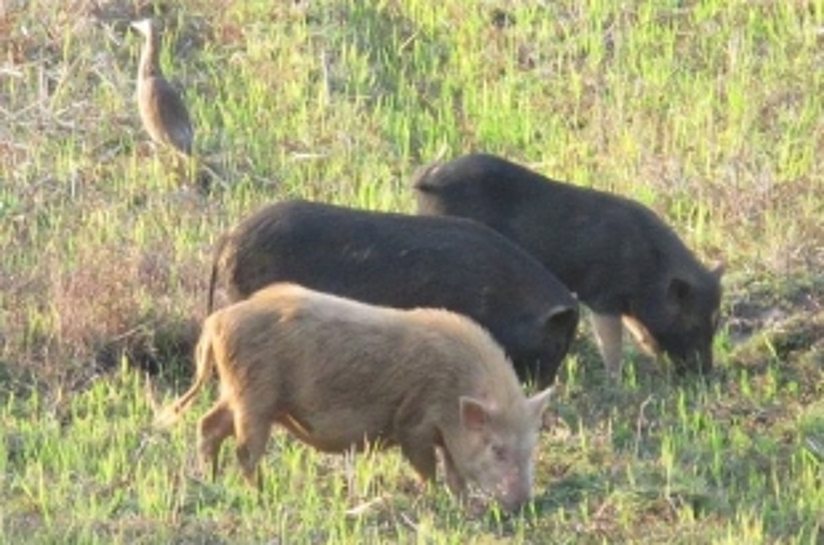 Viral infection kills pigs at Margao