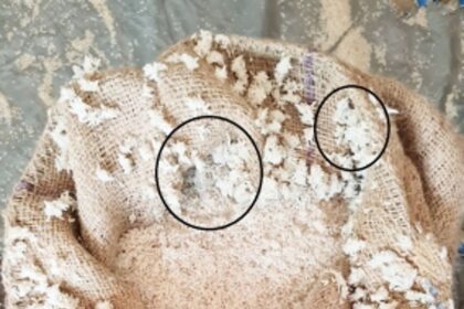 WILL GOANS CONTINUE TO EAT MAGGOT-FILLED RICE AS GOVT LIVES IN ABJECT DENIAL?