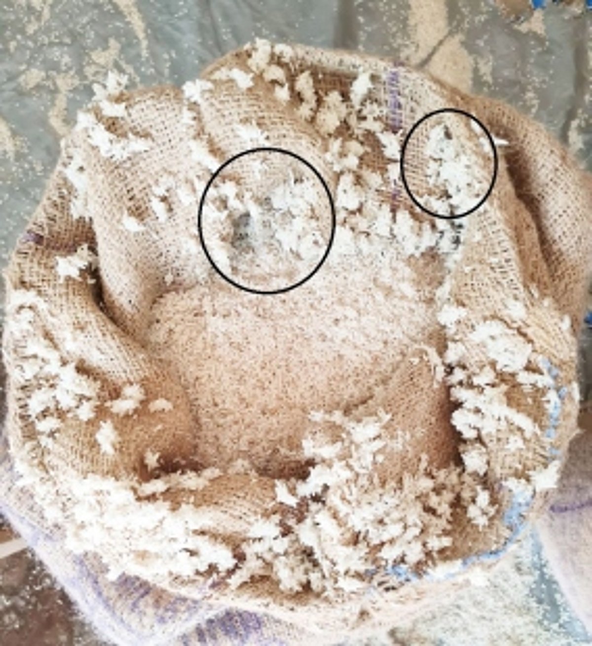 WILL GOANS CONTINUE TO EAT MAGGOT-FILLED RICE AS GOVT LIVES IN ABJECT DENIAL?