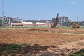 WILL IT SURVIVE? : Banyan tree relocated yet again, this time 25 meters further