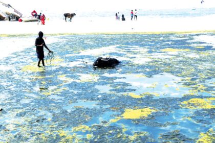 WRD deploys workers to
remove scum from Colva Creek