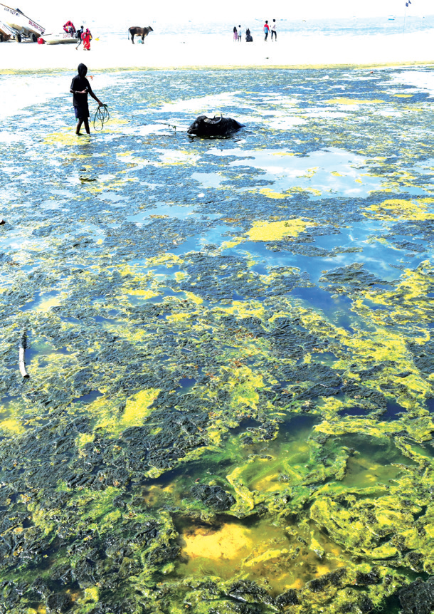 WRD deploys workers to
remove scum from Colva Creek