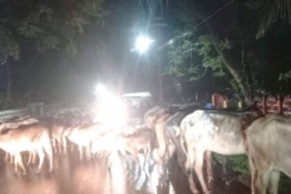 Wandering stray cattle pose risk to travellers at Chorao