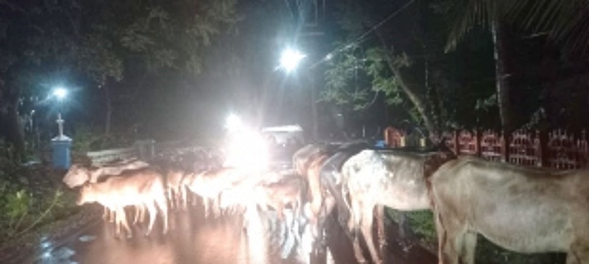 Wandering stray cattle pose risk to travellers at Chorao