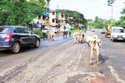 Wandering stray cattle, potholes a nuisance at Curchorem