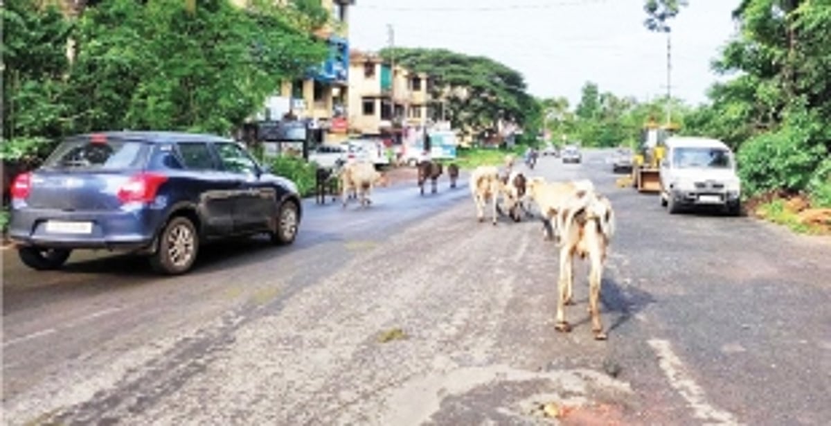 Wandering stray cattle, potholes a nuisance at Curchorem