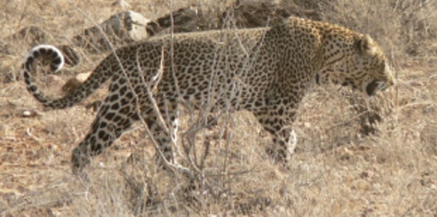 Was chased by leopard: Kavlem local