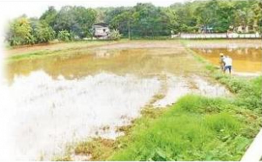 Wetlands: a plea for eco-friendly natural stone embankments