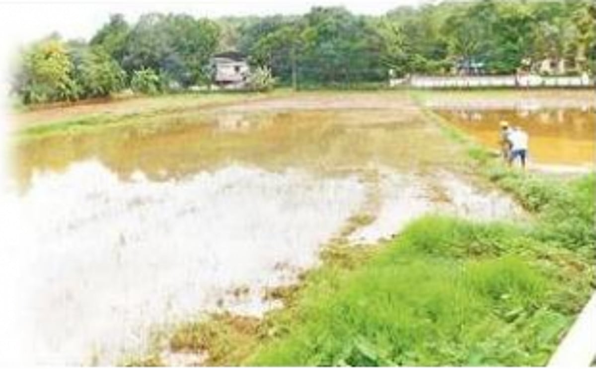 Wetlands: a plea for eco-friendly natural stone embankments