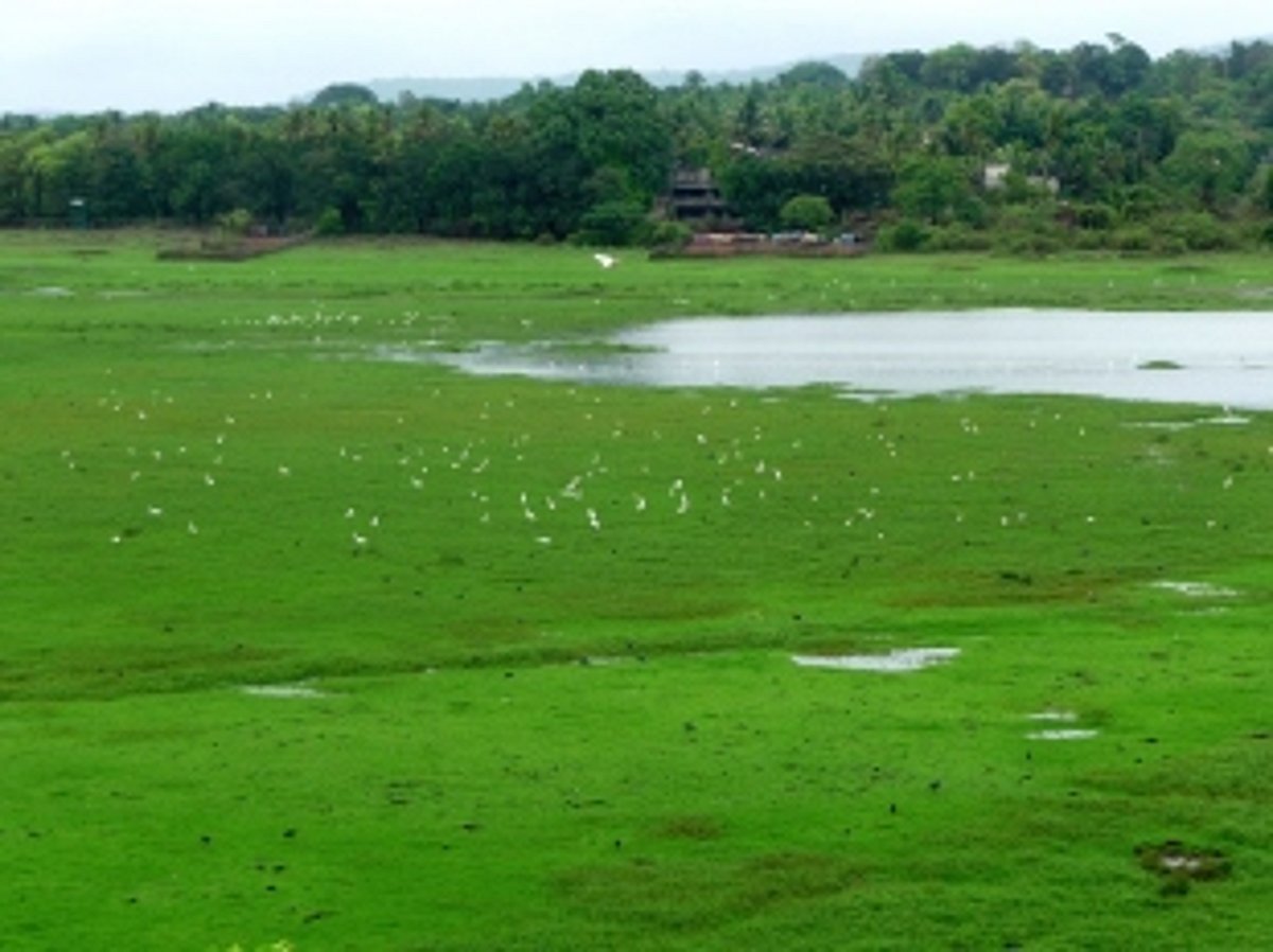 Wetlands protection to be boosted