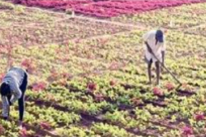 What destroys Goan agriculture?