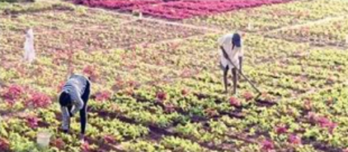 What destroys Goan agriculture?