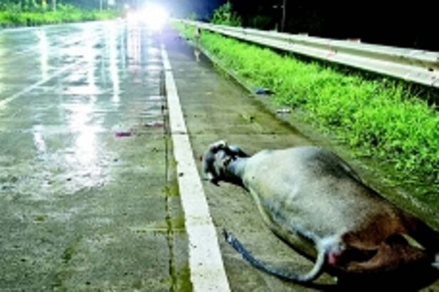 What is the purpose of the barcoded  tags on stray cattle?