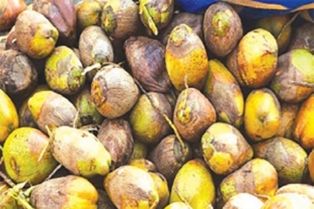 What lies in store? Decline in yield  has S Goa coconut growers worried