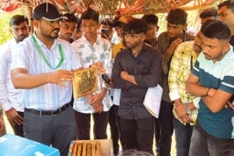 What’s the buzz about bees?