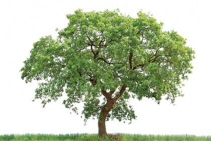 When ` 90 crore is ‘too expensive’ to preserve Goa’s priceless trees