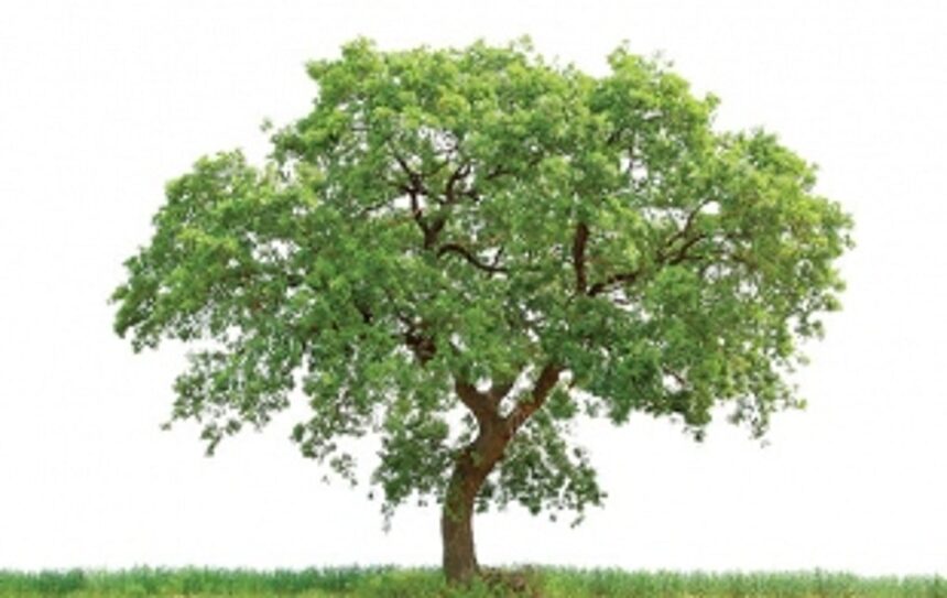 When ` 90 crore is ‘too expensive’ to preserve Goa’s priceless trees