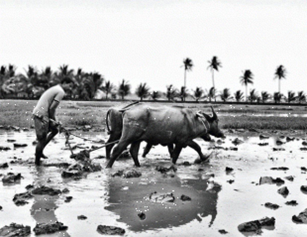 When a Goan story about a Goan village dazzles global audiences