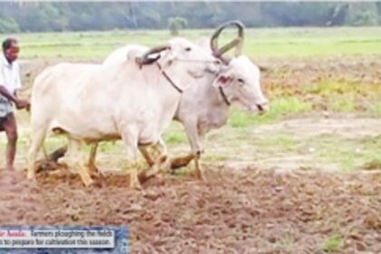 When the plough is mightier than the pen