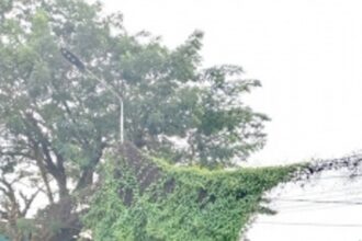 When will electric poles be freed of hanging wires, vegetation?