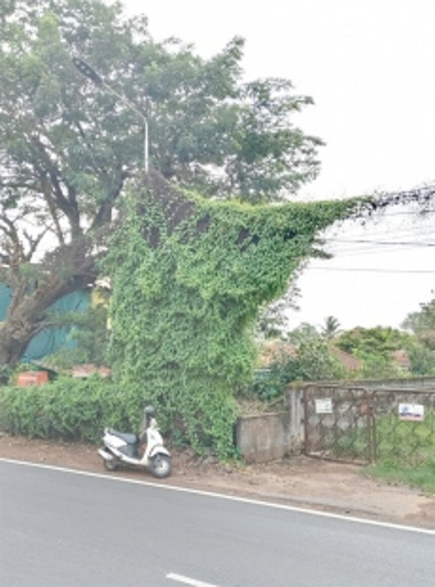 When will electric poles be freed of hanging wires, vegetation?