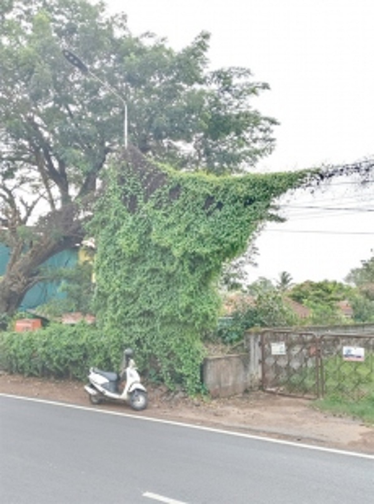 When will electric poles be freed of hanging wires, vegetation?