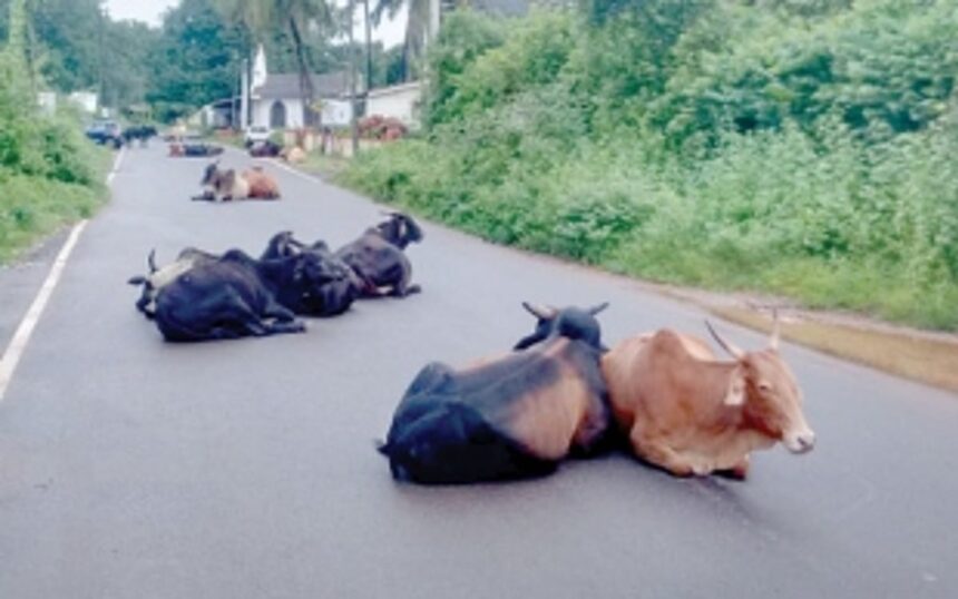 When will stray cattle menace end?