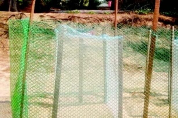 While Galgibaga still awaits Olive Ridley Turtles’ arrival, two turtle eggs sighted at Agonda