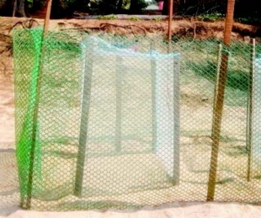 While Galgibaga still awaits Olive Ridley Turtles’ arrival, two turtle eggs sighted at Agonda 1 While Galgibaga still awaits Olive Ridley Turtles’ arrival, two turtle eggs sighted at Agonda