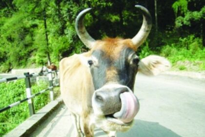 Who is beefed up by the  beef politics?