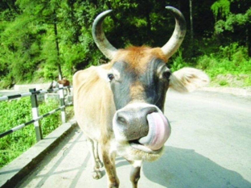 Who is beefed up by the beef politics? 1 Who is beefed up by the beef politics?