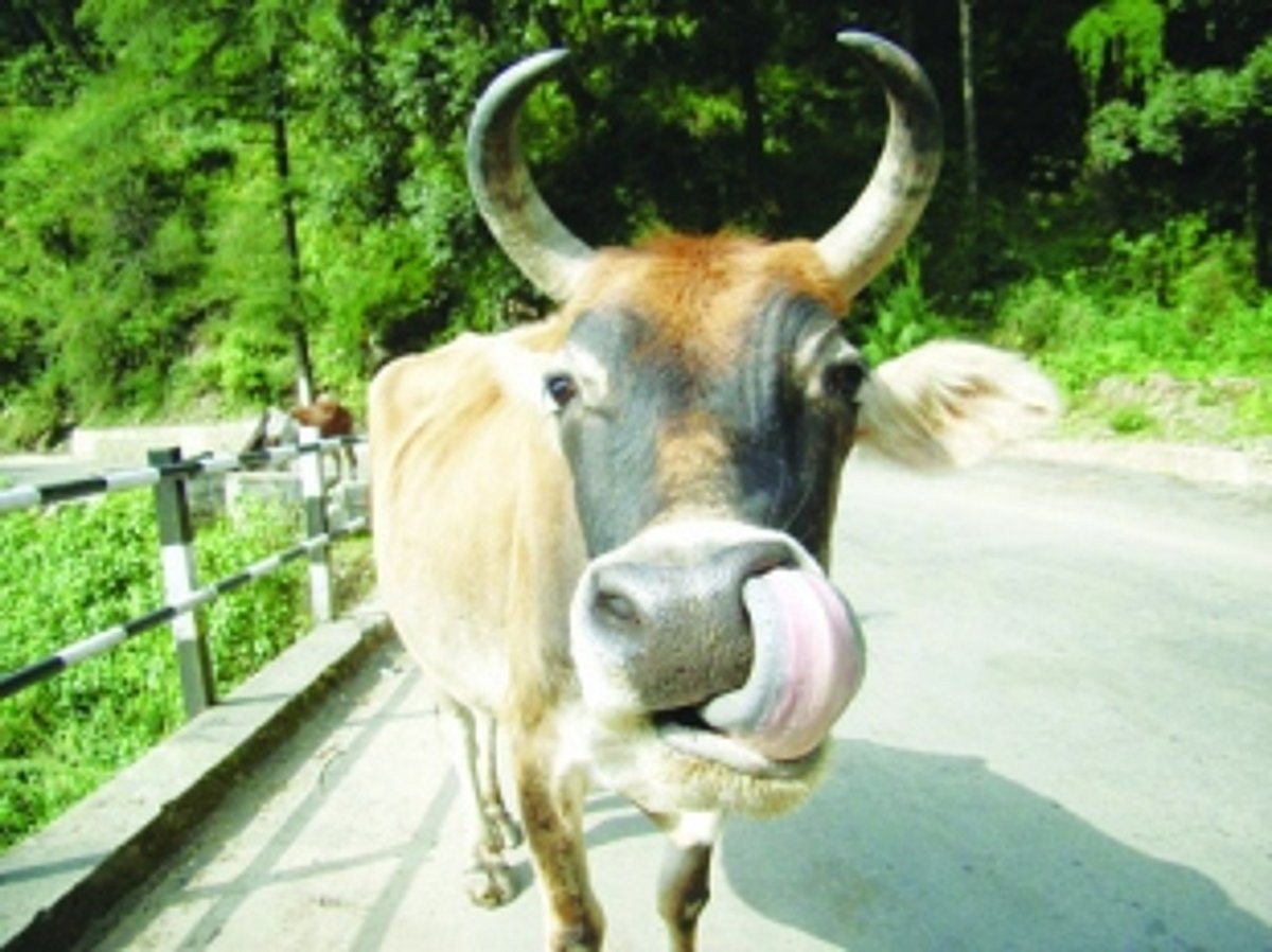 Who is beefed up by the  beef politics?