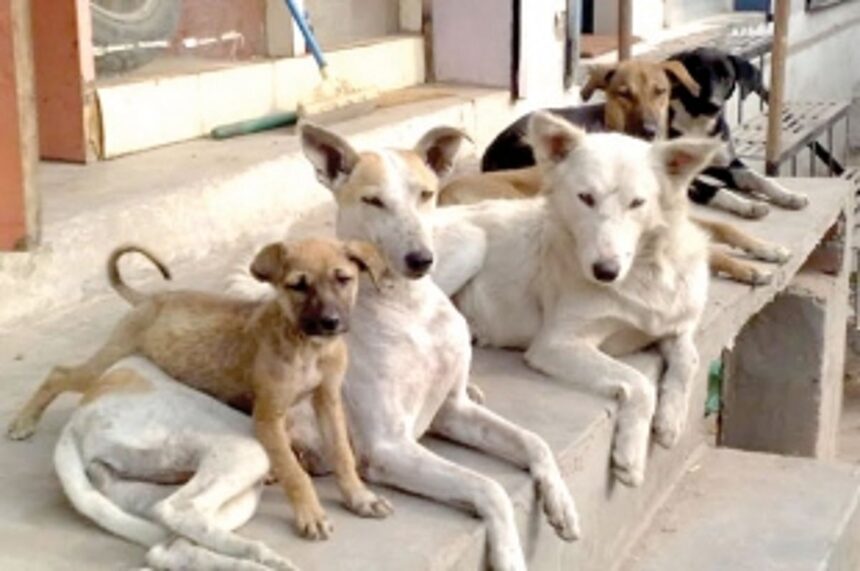 Who let the dogs out in Margao?