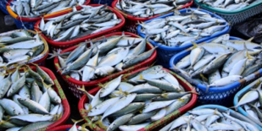 Wholesale fish traders, contractor trade charges against each other 1 Wholesale fish traders, contractor trade charges against each other