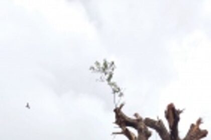 Why try to kill the trees in Mapusa?