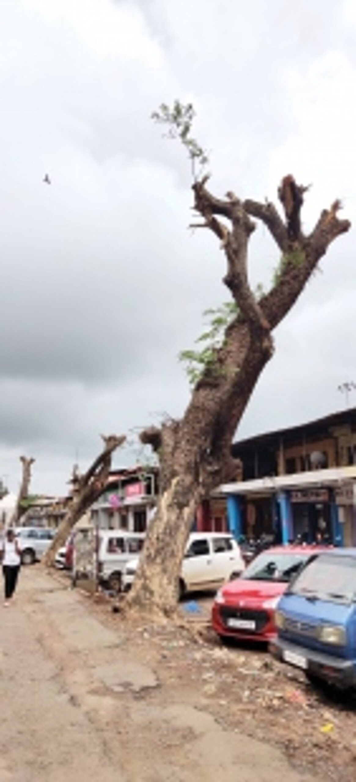 Why try to kill the trees in Mapusa?