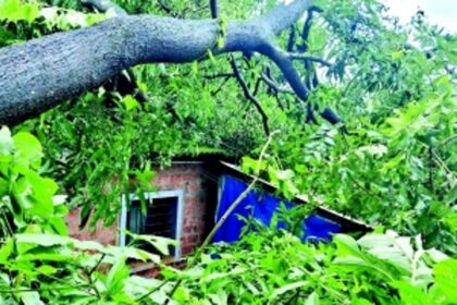 Widespread damage in taluka