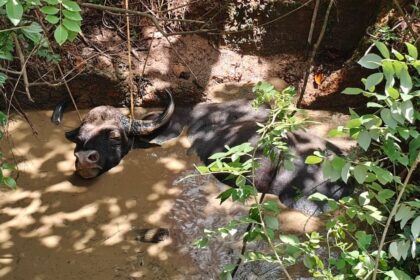 Wild Bison Falls Into Well in Dabal; Rescue Operation Underway