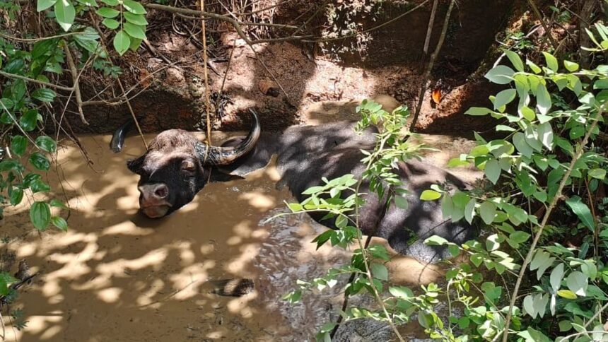 Wild Bison Falls Into Well in Dabal; Rescue Operation Underway 1 Wild Bison Falls Into Well in Dabal; Rescue Operation Underway