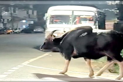 Wild Bison Sparks Panic in Ponda, Highlights Growing Man-Animal Conflict